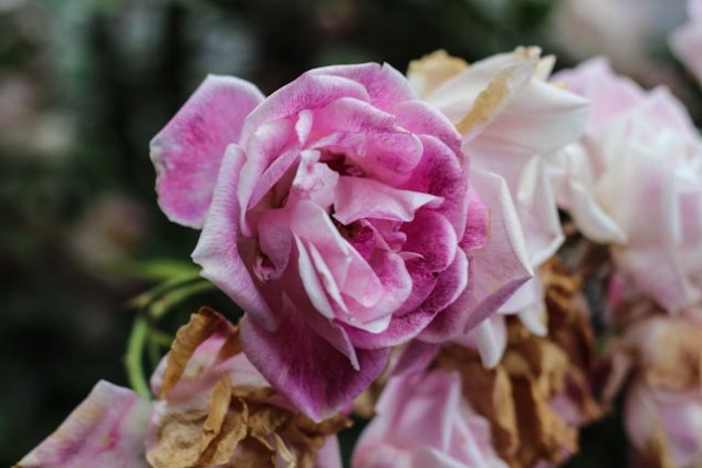 fathersofficecismontaine-34