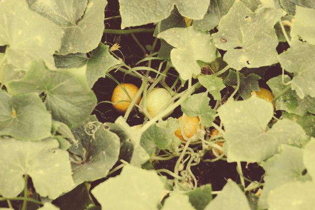 Brewgrassand4thofjulyandpicklesandaffigem-56