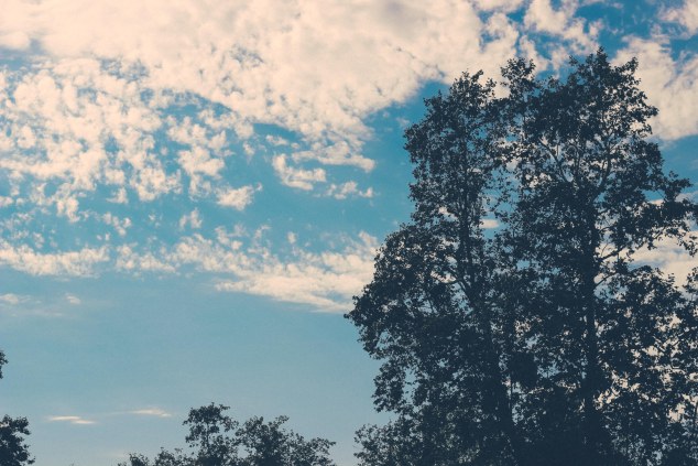 oc brew ha ha 2013-53