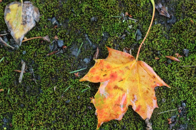 Bert House Photos - Athy - Ireland-18