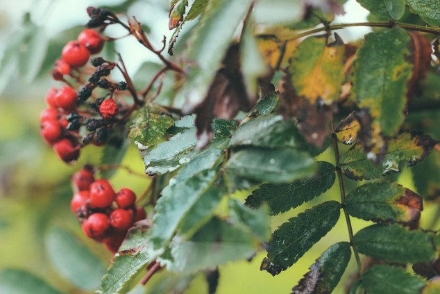 Bert House Photos - Athy - Ireland-30