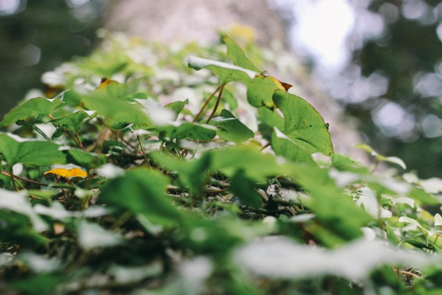 Bert House Photos - Athy - Ireland-37