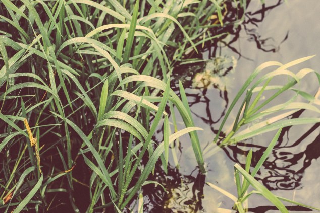 Bert House Photos - Athy - Ireland-4