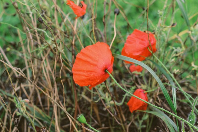 Bert House Photos - Athy - Ireland-41
