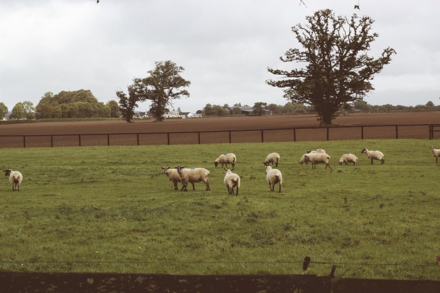 Bert House Photos - Athy - Ireland-42