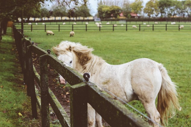 Bert House Photos - Athy - Ireland-43