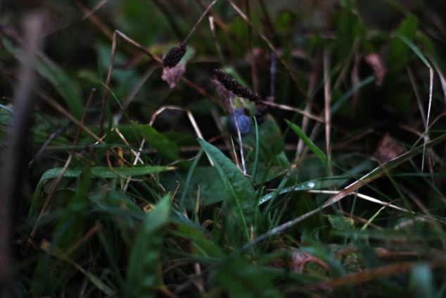 Cliffs of Moher - Ireland-18