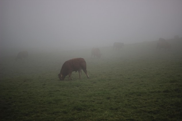 Cliffs of Moher - Ireland-19
