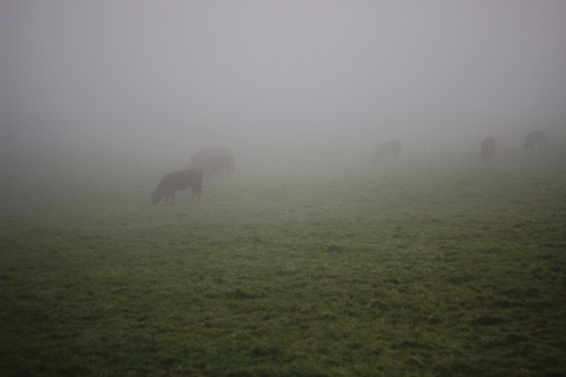 Cliffs of Moher - Ireland-20