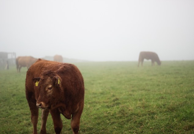 Cliffs of Moher - Ireland-32