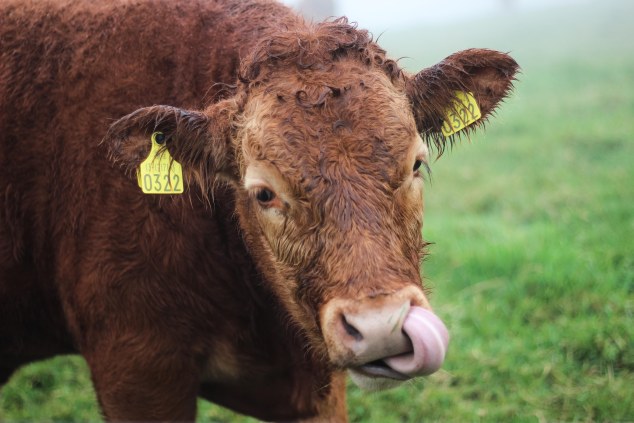 Cliffs of Moher - Ireland-33