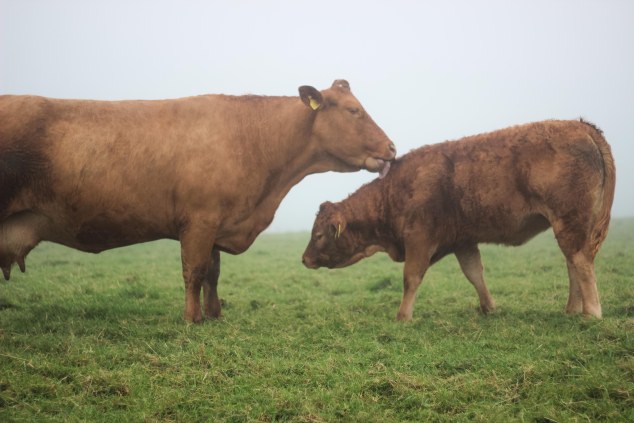 Cliffs of Moher - Ireland-36