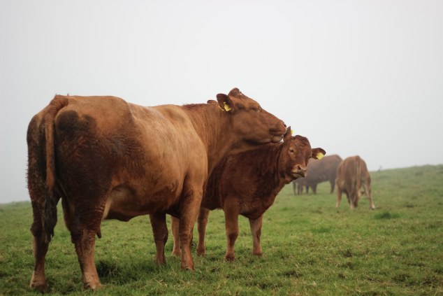 Cliffs of Moher - Ireland-38