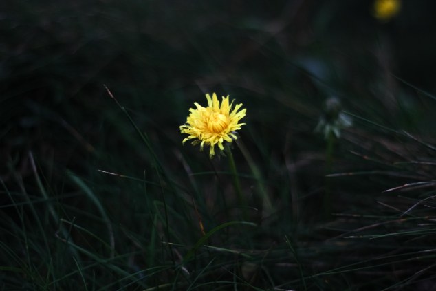 Cliffs of Moher - Ireland-9