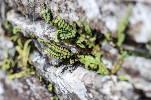 Wicklow and Glendalough-50