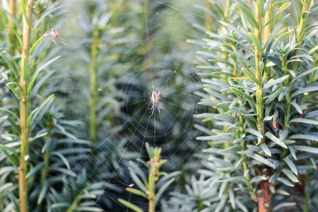 Wicklow and Glendalough-52