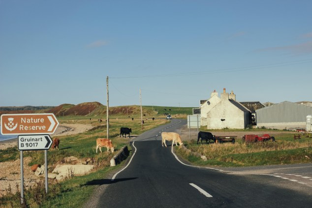 Islay cows and landscape-14