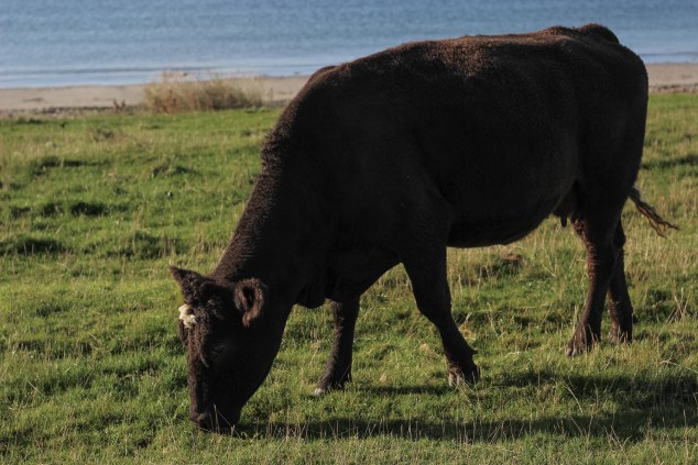 Islay cows and landscape-16