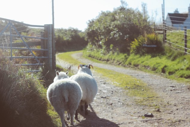 Islay cows and landscape-18