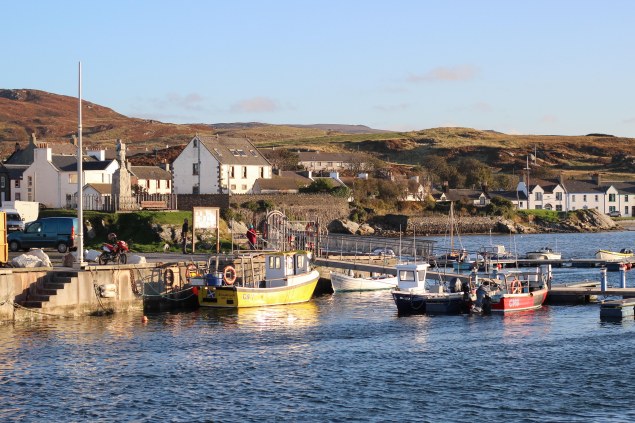 Islay cows and landscape-2-2