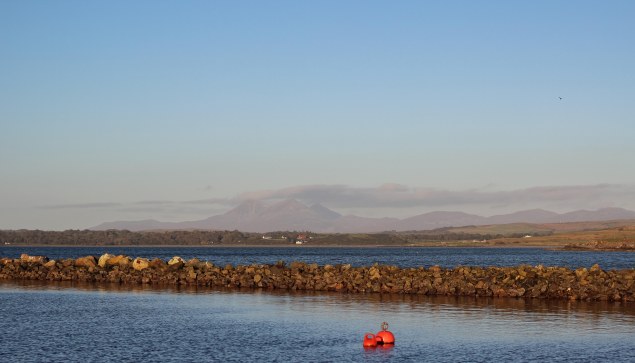 Islay cows and landscape-22