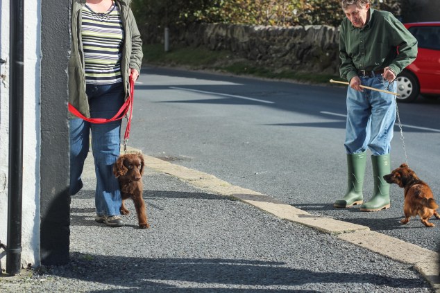 Islay cows and landscape-24