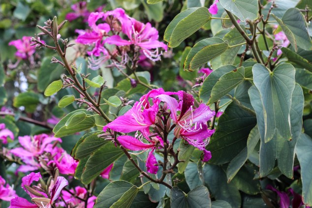 OC BREW HO HO 2013-6