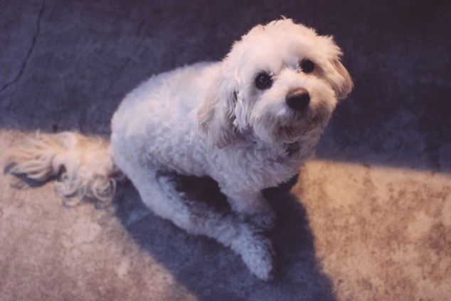 OC Chili Cookoff 2014-84