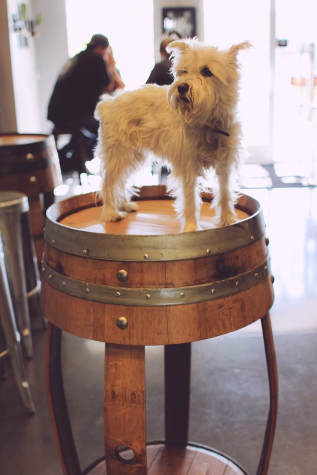 AZ Wilderness Brewing x Bottle Logic Brewing (84 of 315)